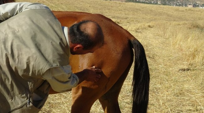 Batman'ın Gercüş ilçesinde merada otlanan at, kimliği ...