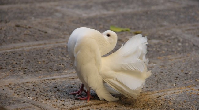 Diyarbakır'ın asil kuşlarından felç görünümüyle görenleri hayrete düşür...