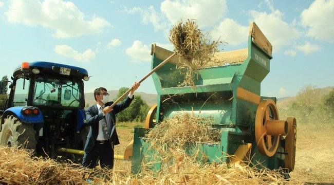 Elazığ'ın 'Bermaz Ovası'nda 2 bin 560 dekar alanda üretimi yapı...