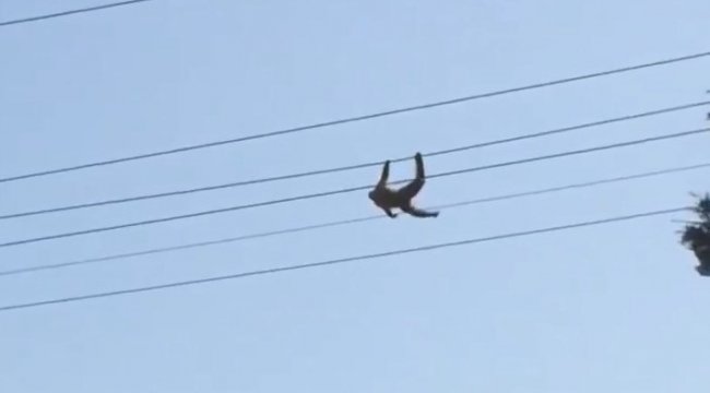 Kocaeli'nin Darıca ilçesinde hayvanat bahçesinden kaçan maymun, tırmand...