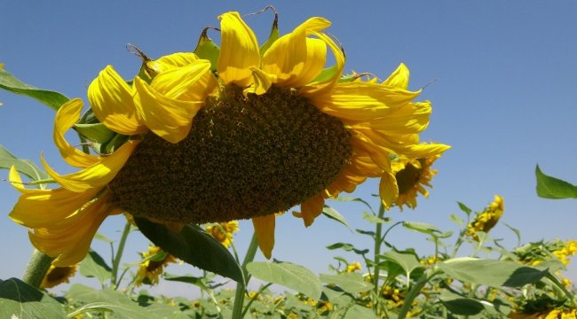 Muş'taki Yıldız Alparslan Tarım İşletmesi, kentte çerezlik ay çekirdeği...