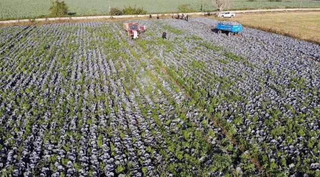 Türkiye'nin sebze ve meyve ihtiyacının büyük bir bölümünü karşılayan Sa...