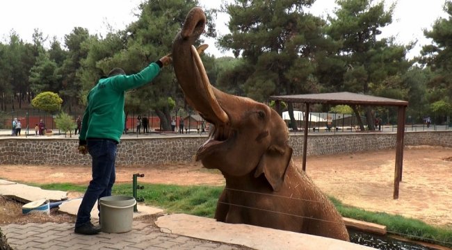 Gaziantep Hayvanat Bahçesinde yaşayan iki Asya fili 'Gabi ve Pili' ...