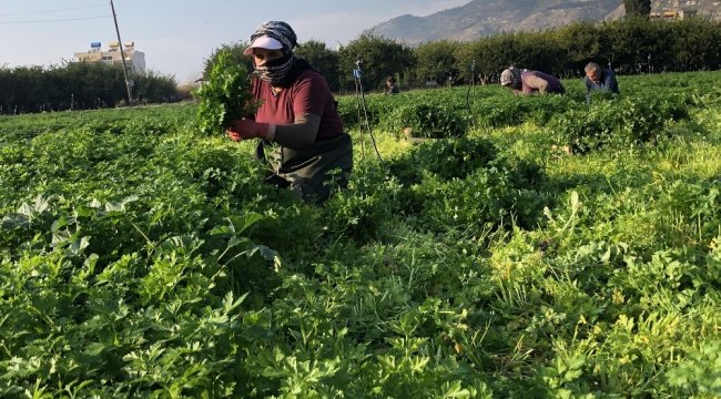 Hatay'da yaklaşık 40 bin dekar alanda üretilen ve Türk mutfağının vazge...
