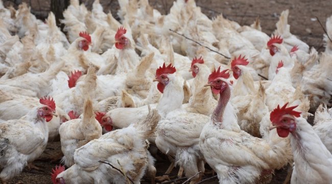 Kırıkkale'de son bir ayda kanatlı hayvanlarda çiçek hastalığının yayıld...