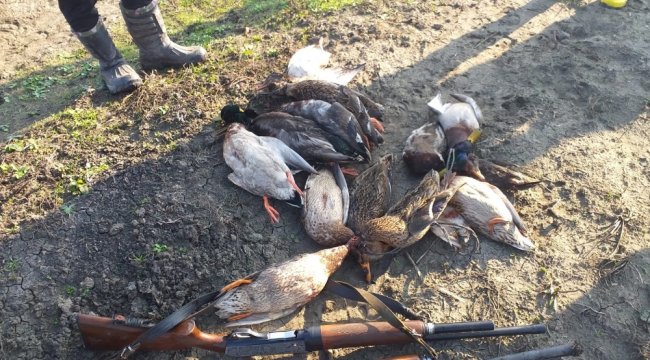 Samsun'un Bafra ilçesi Kızılırmak Deltası Kuş Cenneti'nde ördek kat...