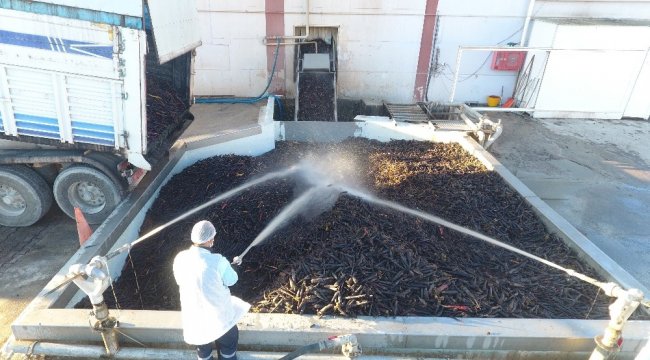 Konya'nın Ereğli ilçesinde yetiştirilen siyah havuç, özel bir konsantre...