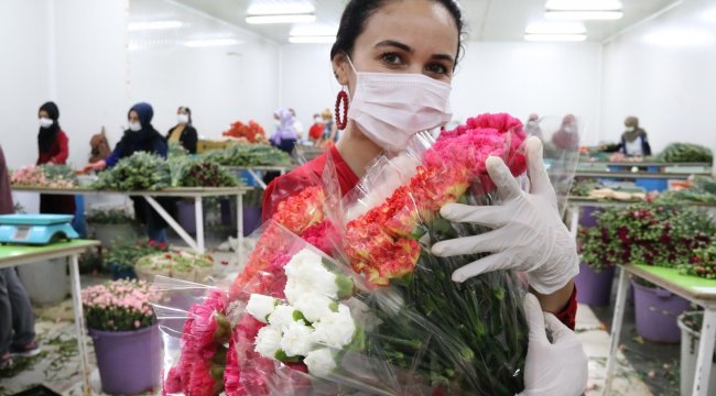 Antalya'dan 7 milyon dolar değerinde 65 milyon dal kesme çiçek, Anneler...