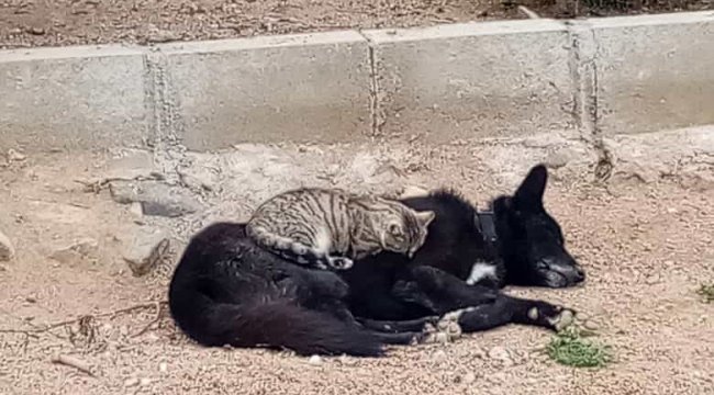 Gümüşhane'de bir kedinin köpeğin sırtına çıkıp önce masaj yapıp sonra o...