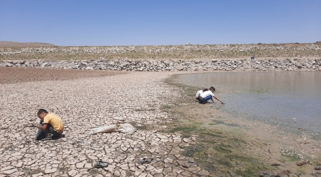 Mardin'in Mazıdağı ilçesinde uzun süre boyunca yağış alamayan ve dip kı...
