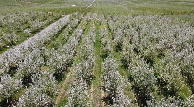 Türkiye'nin en büyük meyve bahçelerinden biri olan Kabalı Meyve Bahçesi...