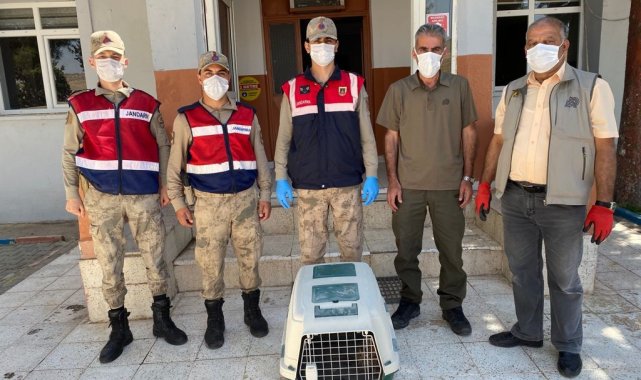 Diyarbakır'da tek kanatlı olarak yaralı halde Çınar İlçe Jandarma Komut...