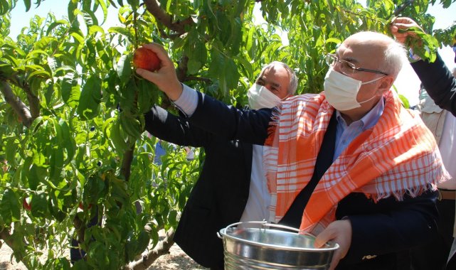 İzmir'in Selçuk ilçesinde yetişen erkenci şeftalilerin ilk hasadı İzmir...