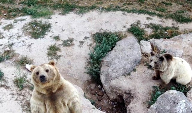 Kayseri Büyükşehir Belediyesi Anadolu Harikalar Diyarı Hayvanat Bahçesi'...