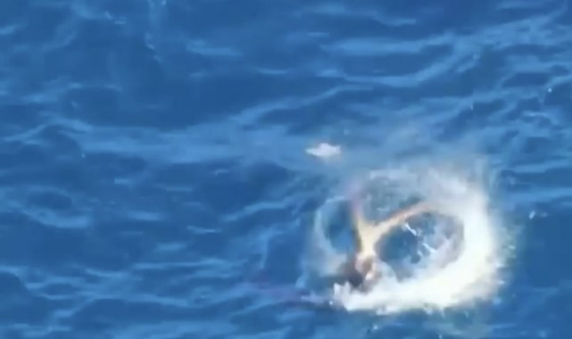 Antalya'da turistlerin gözdesi haline gelen Akdeniz foku, yaklaşık 20 m...