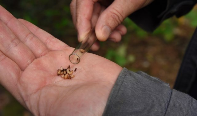 Artvin'de ladin ağaçlarına zarar veren Dev Kabuk Böceği olarak bilinen ...