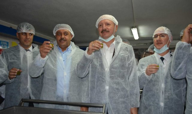 Dünyanın en kaliteli zeytininin yetiştiği Balıkesir'in körfez bölgesind...