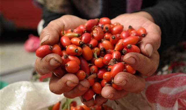 Halk arasında faydaları saymakla bitmeyen ve Bilecik'in Söğüt ilçesine ...