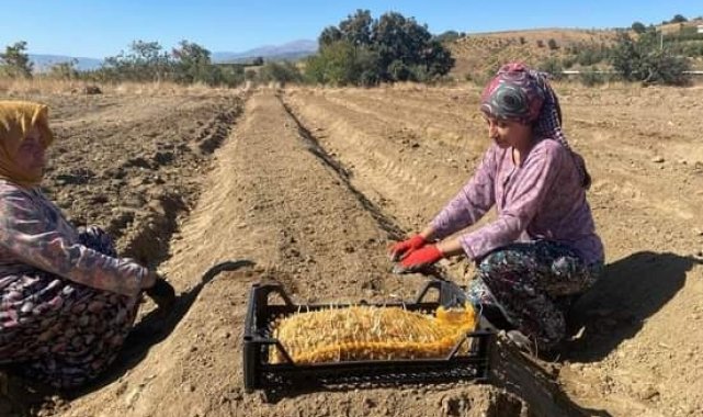 Manisa'nın Sarıgöl ilçesinde salep yetiştiriciliğinin arttırılması ve i...
