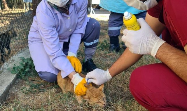 Osmangazi Belediyesi Sahipsiz Hayvanlar Doğal Yaşam ve Tedavi Merkezi'n...