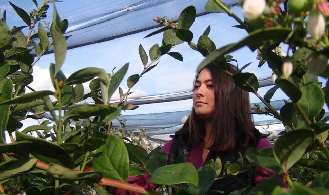 Antalya'nın Serik ilçesinde 4 ay önce 25 dönüm alanda topraksız tarım