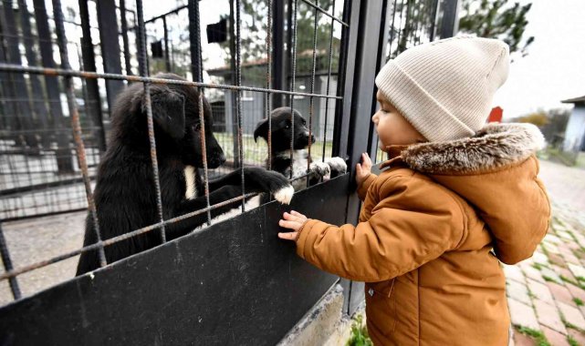 Osmangazi Belediyesi Sahipsiz Hayvanlar Doğal Yaşam ve Tedavi Merkezi, bir ...