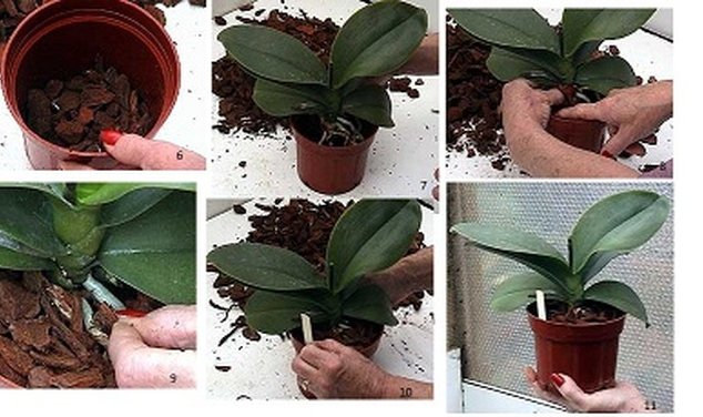 Saksı Çiçekleri Bakımı Nasıl Yapılır?