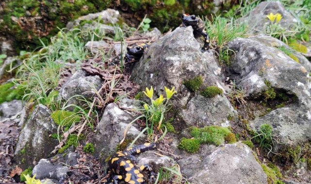 Doğu Anadolu Bölgesi'nin Yukarı Fırat Bölümü'nde Karasu (Fırat) Vad...