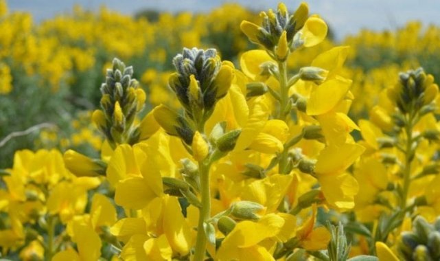 Dünya'da sadece Eber ve Akşehir göllerinde yetişen Eber Sarısı bitkisi ...