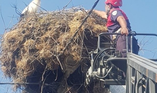 Aydın�ın Çine ilçesinde elektrik direğindeki yuvasından düşen yavru ley