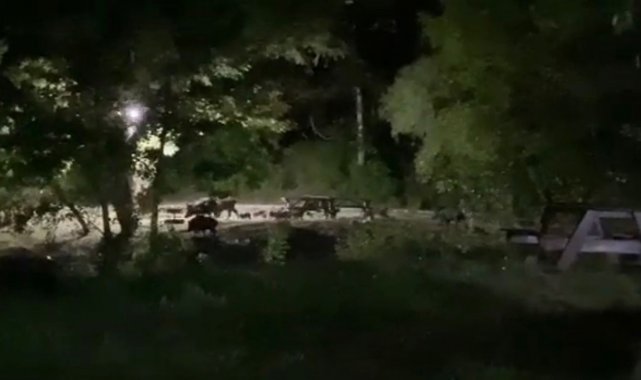 Balıkesir'in doğayla iç içe olan tabiat parkı değirmen boğazı bu sefer ...