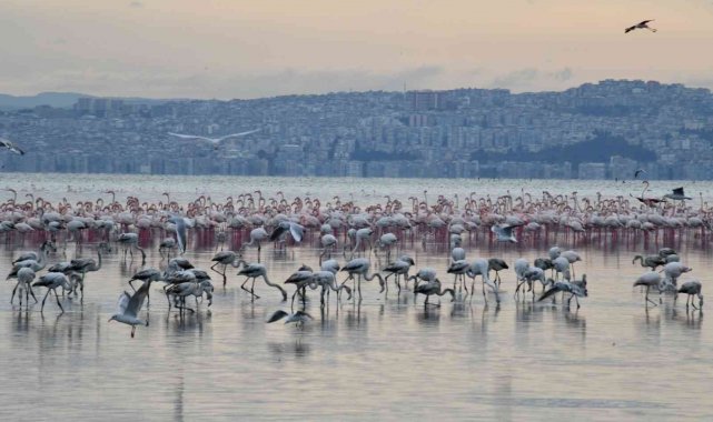 Çiğli Belediyesi tarafından hazırlanan ve Türkiye'deki ilk flamingo bel...