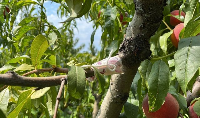 Bursa�da ağaçtan kopardığı şeftali için dala iple 10 TL asan kişi tarla