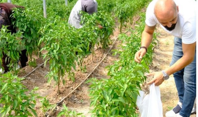 Sivas Cumhuriyet Üniversitesi bünyesinde 40 dönümlük arazi de solucan gübre...