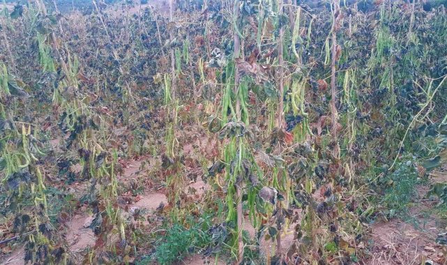 Denizli bölgesinin taze fasulye merkezi durumundaki Buldan yaylasına erken ...