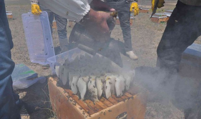 Kars'ta 43 yaşındaki bir kişi 26 yıldır dede mesleği olan aracılığı yap...