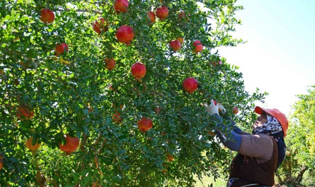 Nar üretiminde Türkiye 4.'sü olan Denizli'de hasat edilen ürünler, ...