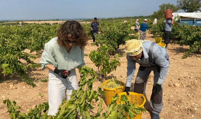Türkiye'nin yamaç paraşütü pilotu ilk kadın kaymakamı Dilara Şenoğlu, ş...