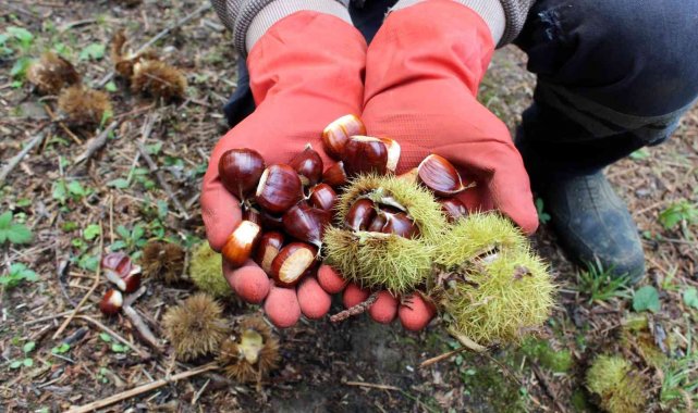Eşsiz lezzeti ve kabuğundan kolay ayrılma özelliğiyle adını Türkiye'ye ...