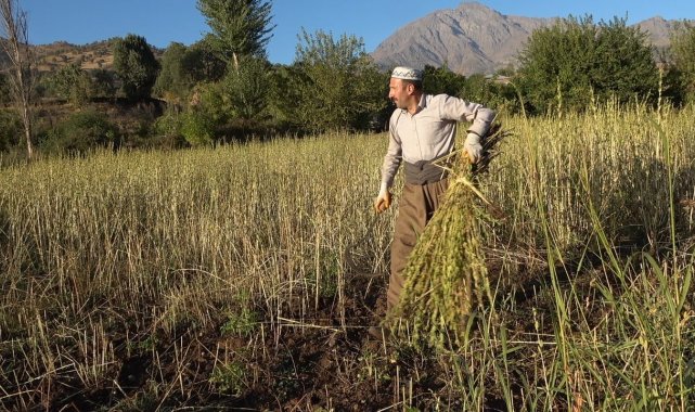Hakkari'nin Derecik ilçesine bağlı Gelişen köyünde susam hasadına başla...