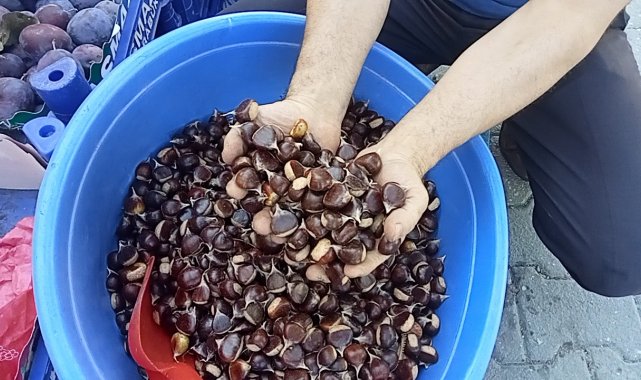 Kastamonu'da ormanlardan toplanan kestanenin kilogram fiyatı 15 TL'...
