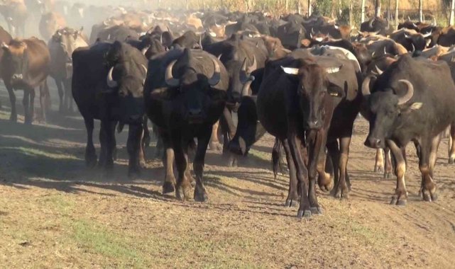 Muş'ta 2018 yılında devlet desteği ile dağıtılan ve sayısı her geçen gü...