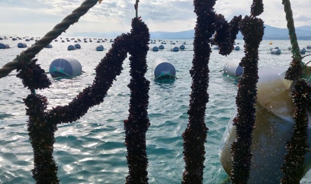 Sinop'un Gerze ilçesi açıklarında bulunan midye tesislerinde midye üret...