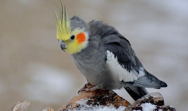 Sultan Papağanı Türleri ve Cinsleri