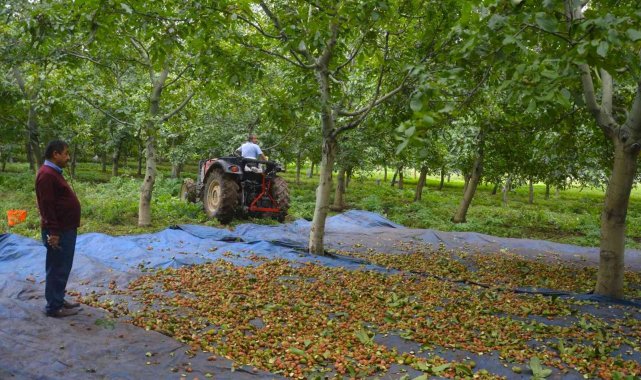 Tokat'ın Niksar ilçesinde yaklaşık 120 bin dekar alanda yetiştirilen ce...