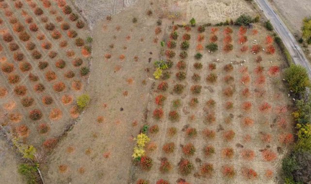 2021 yılında Trabzon hurması üretiminde Türkiye birincisi olan Kozan'da...