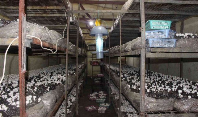 Antalya Büyükşehir Belediyesi, Korkuteli'de mantarın verim ve kalitesin...