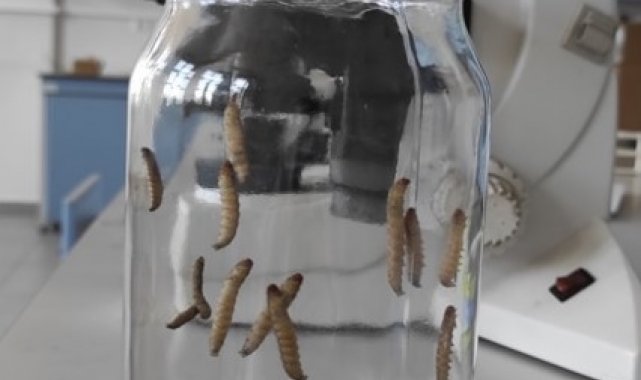 Çaycuma Gıda ve Tarım Meslek Yüksekokulu (MYO) Müdür Yardımcısı ve Veterine...