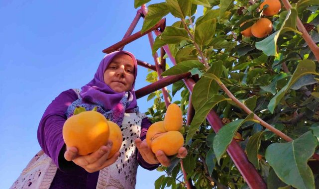 Denizli'nin Honaz ilçesinde, ağaçlardan bin bir emek harcanarak tek tek...