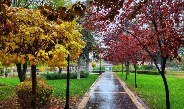Elazığ Fırat Üniversitesi kampüsünde sonbaharın gelmesiyle birlikte sararmı...